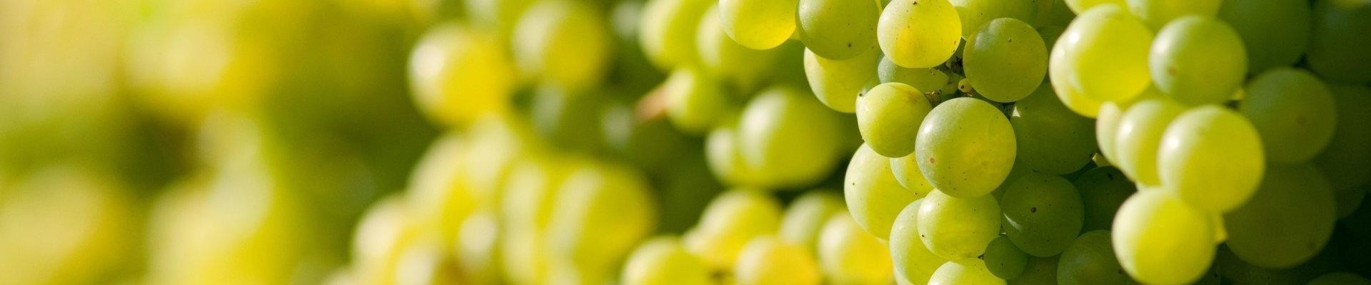 Großer Saal im Rathaus Ringsheim Großer Saal im Rathaus Ringsheim